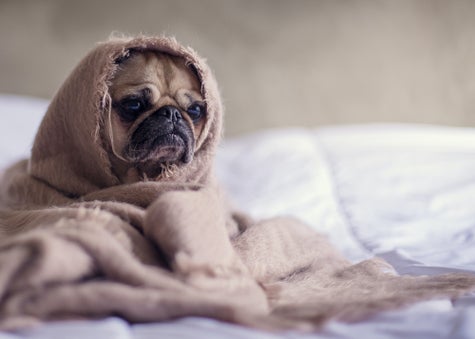 A small pug dog wrapped up in a frayed brown blanket.