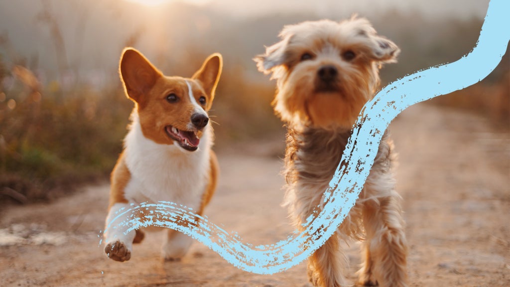 Two happy dogs running down a dirt trail as the sun sets.